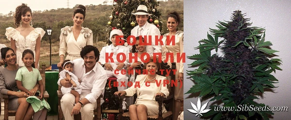 индика Богородицк
